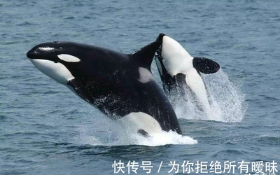 海洋巨无霸的生存法则 蓝鲸的天敌与“蓝鲸市集”的隐喻