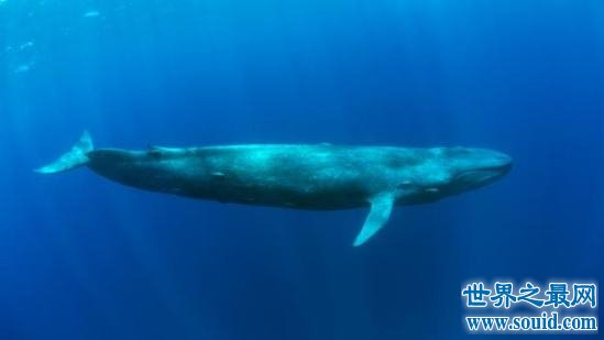 蓝鲸市集 一口吞下200万只虾的海洋盛宴