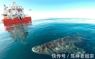 深海寿星 从明朝游到今朝的格陵兰睡鲨