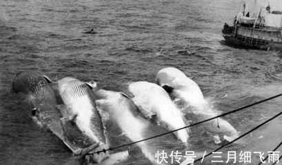 从远古猎手到现代市集 蓝鲸与人类交织的漫长史诗